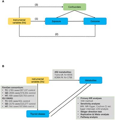 Exploring blood metabolites and thyroid disorders: a bidirectional mendelian randomization study